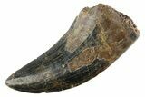 Serrated, Tyrannosaur (Nanotyrannus) Tooth - Montana #353339-1